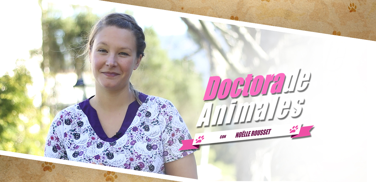 doctoradeanimales