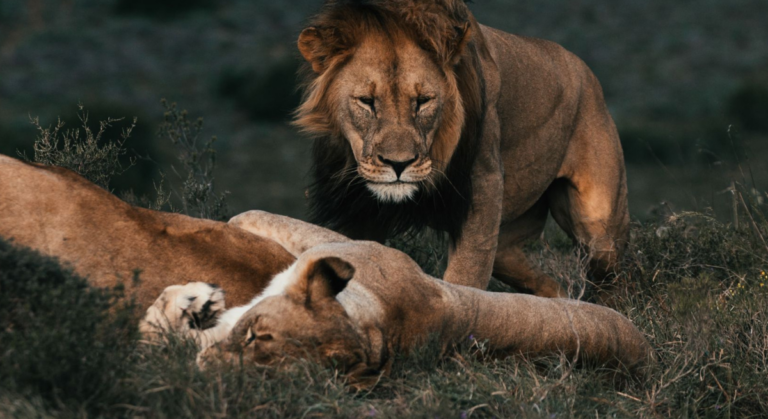 10 Lions Die of Suspected Poisoning in Tanzania's Ngorongoro Conservation Area